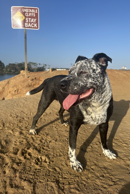 Entry image for Bubba . Clicking this image will show a larger photo
