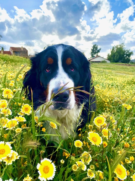 Entry image for Yogi. Clicking this image will show a larger photo