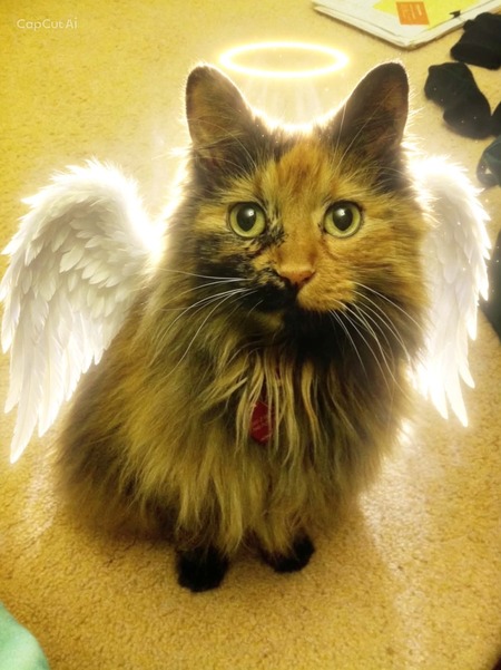 Entry image for Monkey Bea Kitty . Clicking this image will show a larger photo