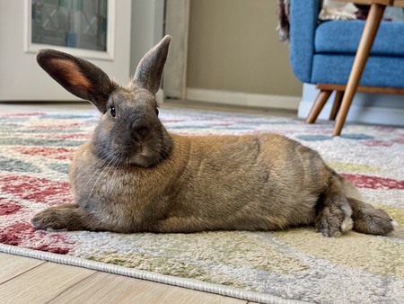Entry image for Peep. Clicking this image will show a larger photo