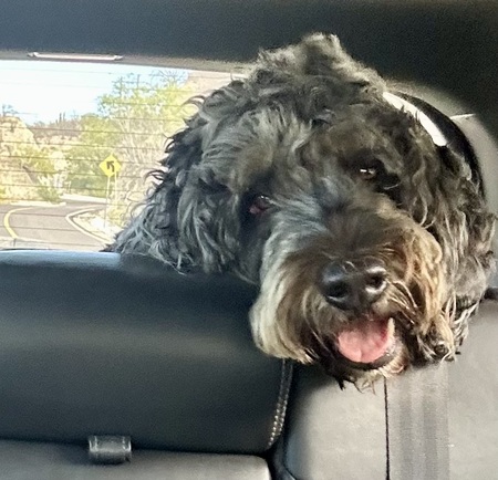Entry image for Gidget. Clicking this image will show a larger photo