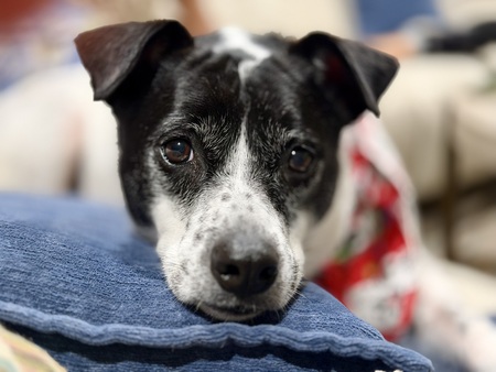Entry image for Sally . Clicking this image will show a larger photo