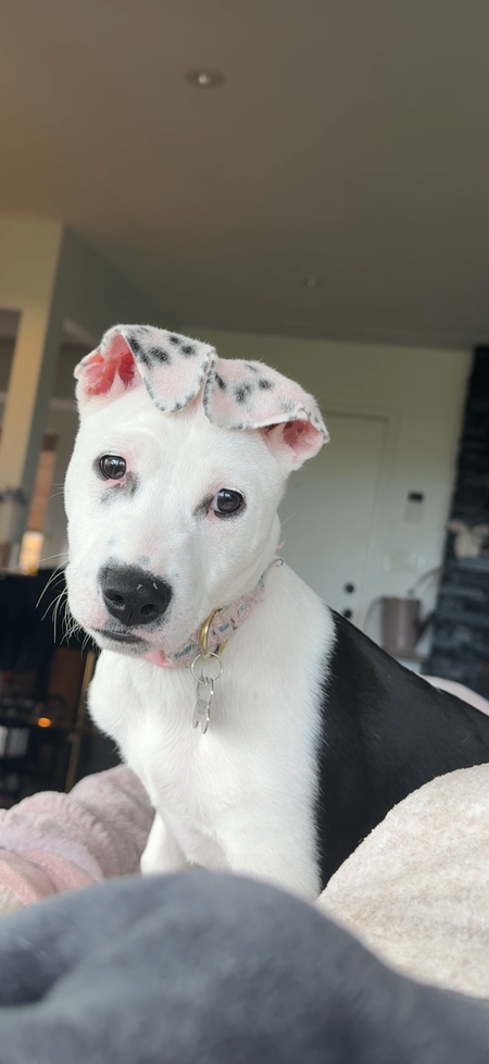 Entry image for Pepper. Clicking this image will show a larger photo