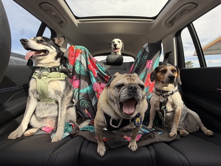 Entry image for Eevee, Espie, Bentley, Artemis . Clicking this image will show a larger photo
