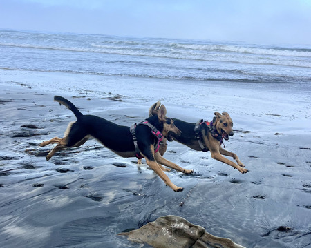 Entry image for Peppa & Geesy . Clicking this image will show a larger photo