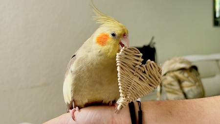 Entry image for Cookie. Clicking this image will show a larger photo