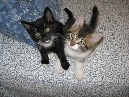 Entry image for Louis & Little Lord Curly Pants. Clicking this image will show a larger photo