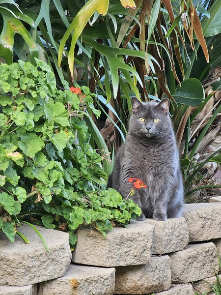 Entry image for Smokey. Clicking this image will show a larger photo