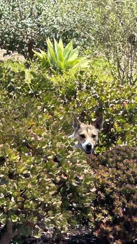 Entry image for Maggie. Clicking this image will show a larger photo