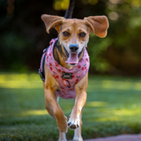 Entry image for Bluebell