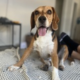 Entry image for Shep