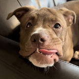 Entry image for Luna