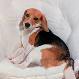 Entry image for Bailey 