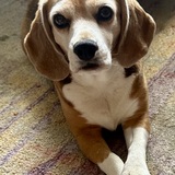 Entry image for Wilma