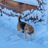 Entry image for Rooster Cogburn Wood 