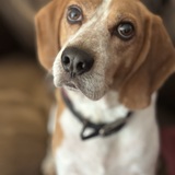 Entry image for Tormund