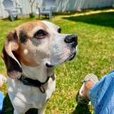 Entry image for Webster