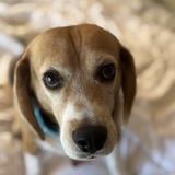 Entry image for Ollie