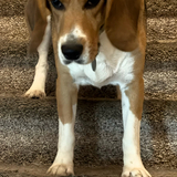 Entry image for Watson