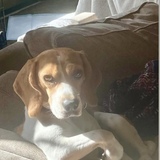 Entry image for Rosie