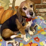 Entry image for Rocky