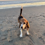 Entry image for Morrison (Mo)