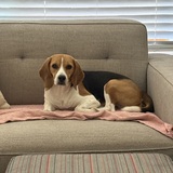 Entry image for Poirot