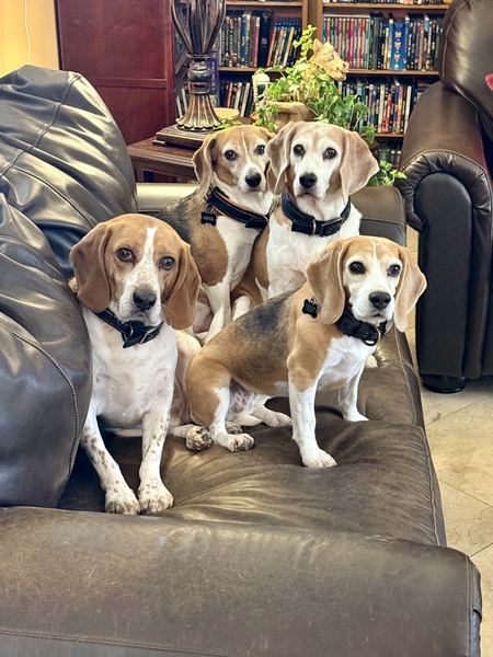 Entry image for Tormund, Lyanna, Arya, and Sansa. Clicking this image will show a larger photo