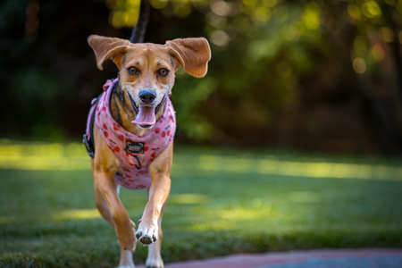 Entry image for Bluebell. Clicking this image will show a larger photo