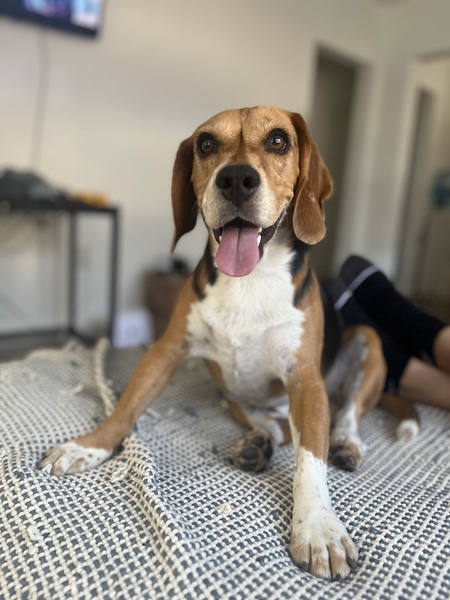 Entry image for Shep. Clicking this image will show a larger photo