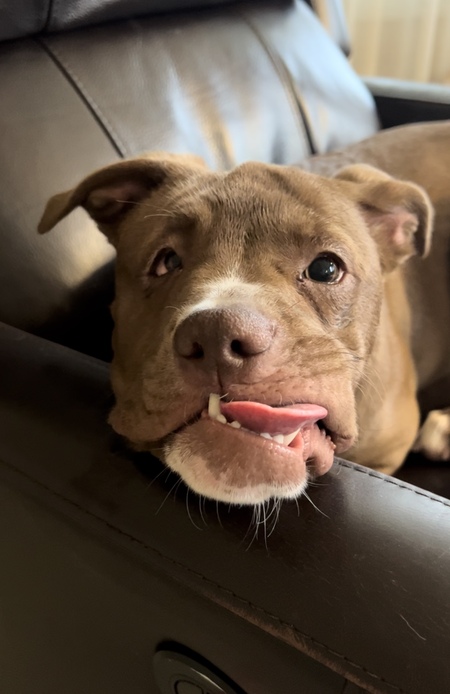 Entry image for Luna. Clicking this image will show a larger photo