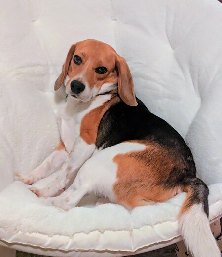 Entry image for Bailey . Clicking this image will show a larger photo