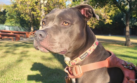 Entry image for Bluecifer Jeanette Pitstop. Clicking this image will show a larger photo