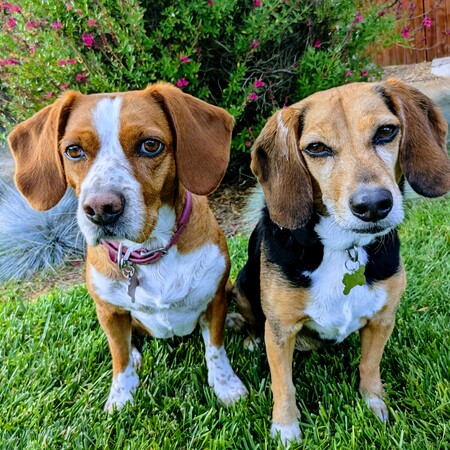 Entry image for Zoey and Baker . Clicking this image will show a larger photo