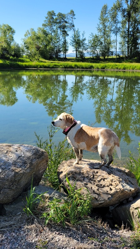 Entry image for Annie Oakley Wood . Clicking this image will show a larger photo