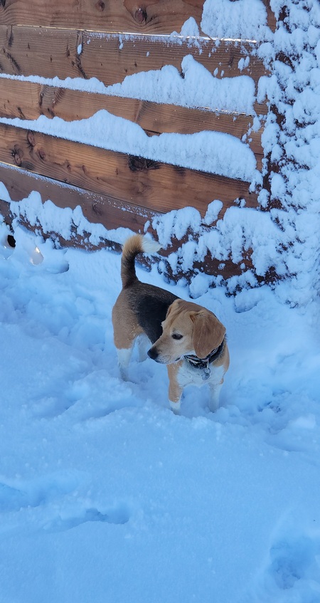 Entry image for Rooster Cogburn Wood . Clicking this image will show a larger photo