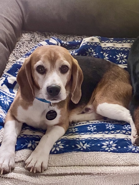 Entry image for Mason. Clicking this image will show a larger photo