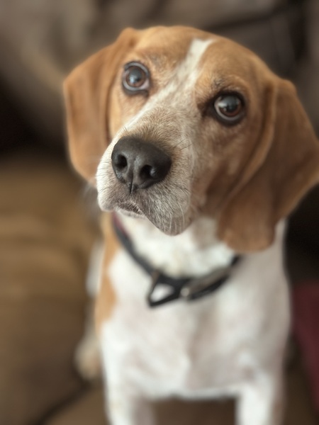 Entry image for Tormund. Clicking this image will show a larger photo