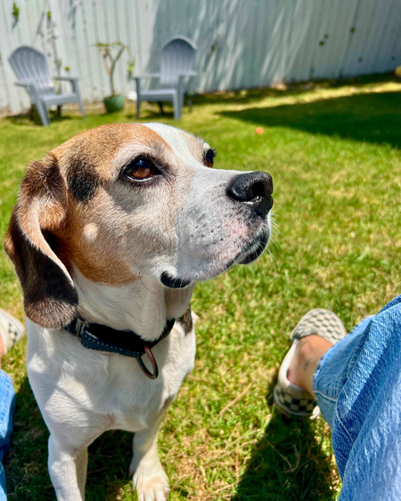 Entry image for Webster. Clicking this image will show a larger photo