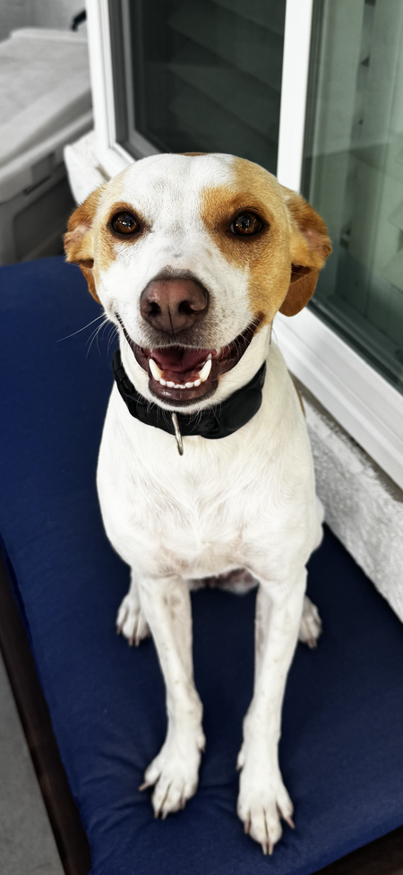 Entry image for Penny. Clicking this image will show a larger photo