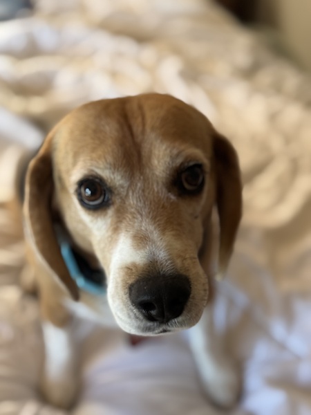 Entry image for Ollie. Clicking this image will show a larger photo