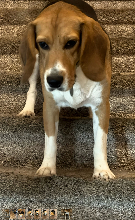 Entry image for Watson. Clicking this image will show a larger photo