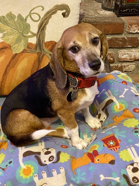 Entry image for Rocky. Clicking this image will show a larger photo