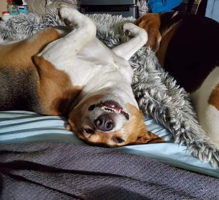 Entry image for SAMMY. Clicking this image will show a larger photo