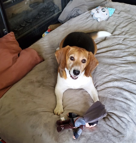 Entry image for SAMMY. Clicking this image will show a larger photo