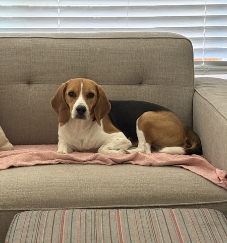 Entry image for Poirot. Clicking this image will show a larger photo