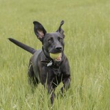 Entry image for Hank