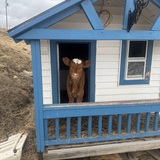 Entry image for Newt