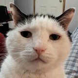 Entry image for Joey