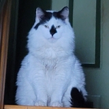 Entry image for TIPPY